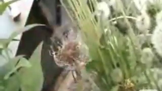 Instinct: Burning Dandelions смотреть онлайн