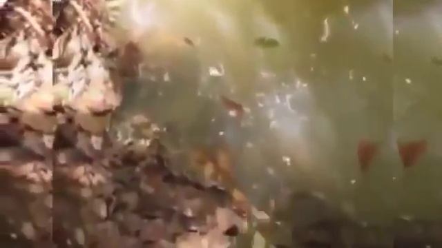 Почему не стоит тыкать в анаконду палкой смотреть онлайн