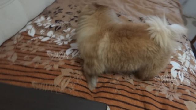 Пекинес Дендик принесли курочку домой смотреть онлайн