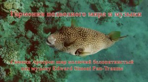 31. Свинка Аротрон шар колючий белопятнистый под музыку Edward Simoni Pan-Traume