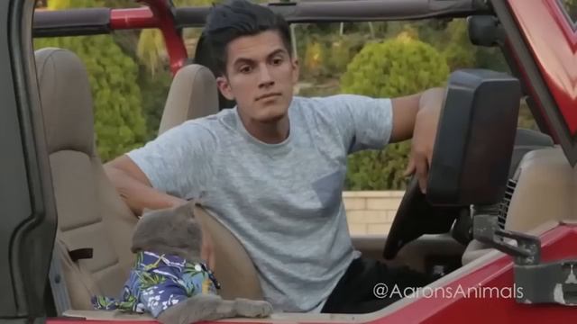 Коты жгут) смотреть онлайн