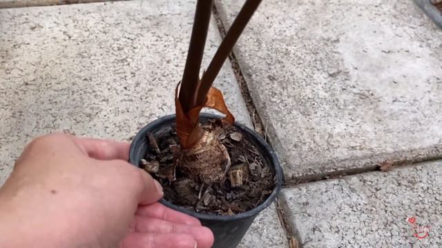 บอนดำสตูลออกดอก смотреть онлайн