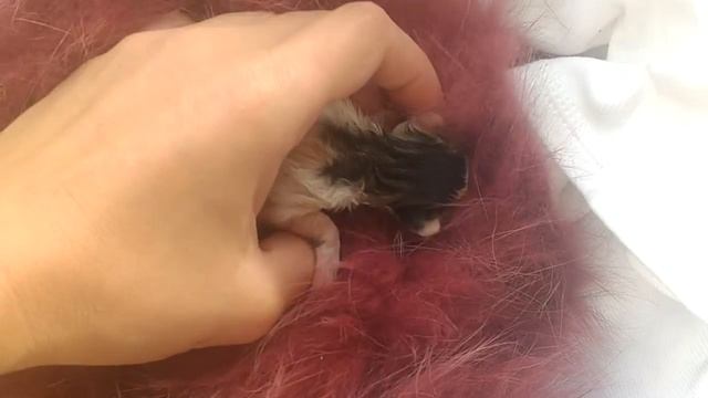 СПАСЕНИЕ НОВОРОЖДЕННОГО КОТЕНКА С ПОМОЙКИ... ПРОДОЛЖЕНИЕ СЛЕДУЕТ)