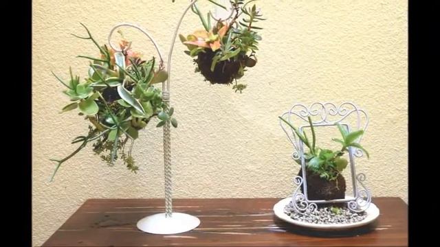 Succulent Kokedama Sets