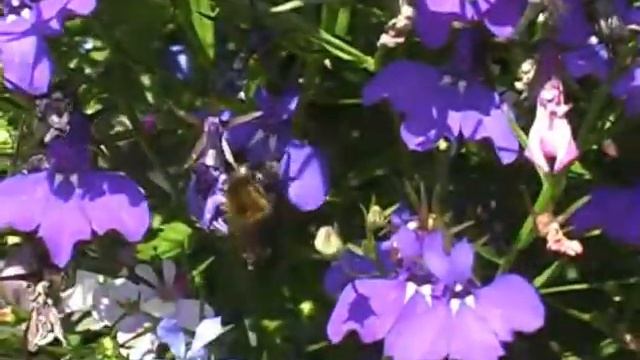 'Eric The Half a Bee' Monty Python смотреть онлайн