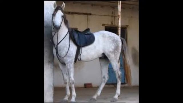 О СЛАВНОМ КАЛИФЕ ГАРУН АЛЬ РАШИДЕ ТЫСЯЧА И ОДНА НОЧЬ смотреть онлайн