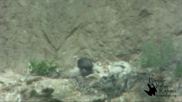 Falco pellegrino (Falco peregrinus): imbeccata in parete смотреть онлайн