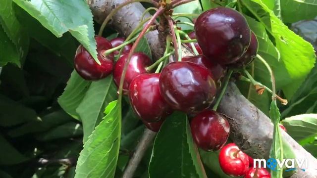 Чему бы грабли не учили... главное не пилить сук, на котором сидишь... смотреть онлайн