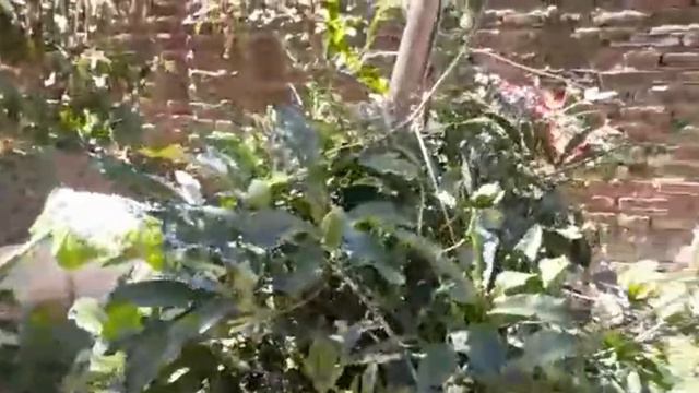 Mostrando,Pasionaria💚 смотреть онлайн