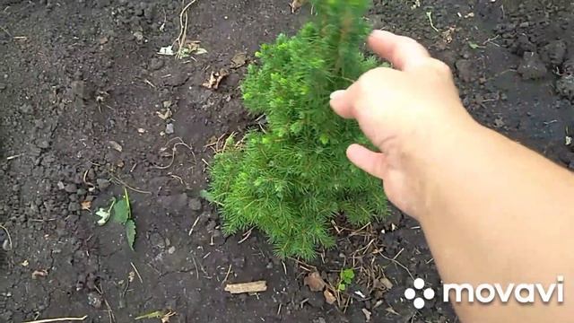 9 августа в огороде порядки навожу.Киш Миш созрел.Блины. смотреть онлайн