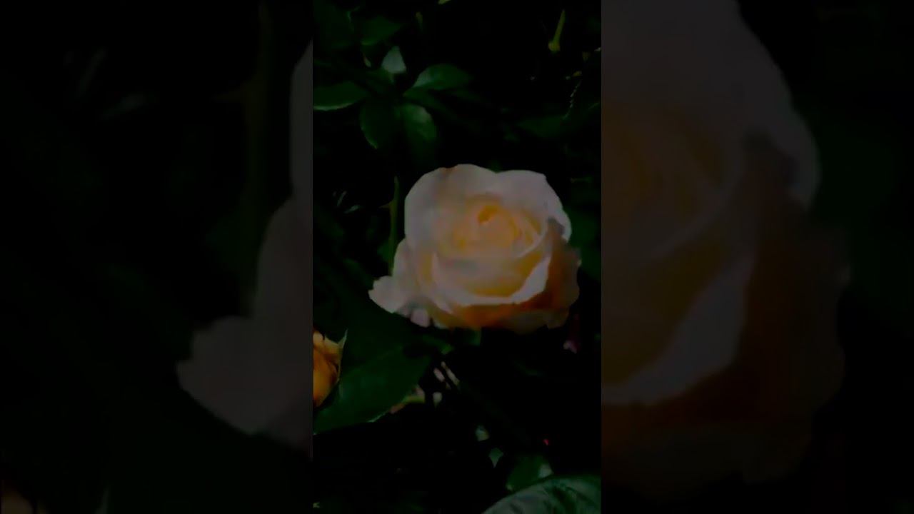 Нежная красавица Космос Kosmos смотреть онлайн