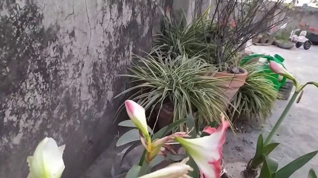Bloomed White Christmas Amaryllis, Amaryllis Baby Star and Amaryllis Fairytale in Lahore April 2020 смотреть онлайн