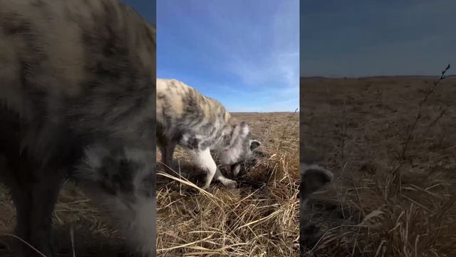 Увидите белый хвост, знайте это Вакаха) смотреть онлайн