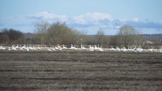 Стая лебедей на полях в Волхове смотреть онлайн