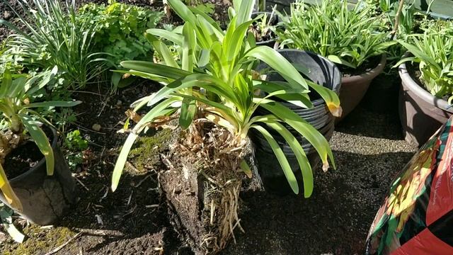 AGAPANTHUS how to divide and pot on to get them to flower смотреть онлайн