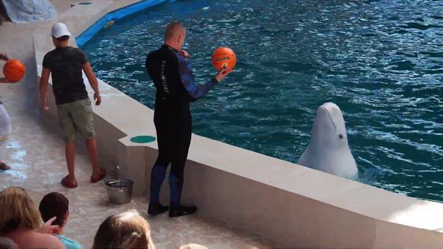 20200805 Дельфинарий баскетбол смотреть онлайн