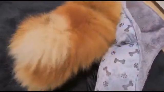 @Говорящий Попугай Кеша 🦜,и все наши питомцы смотреть онлайн