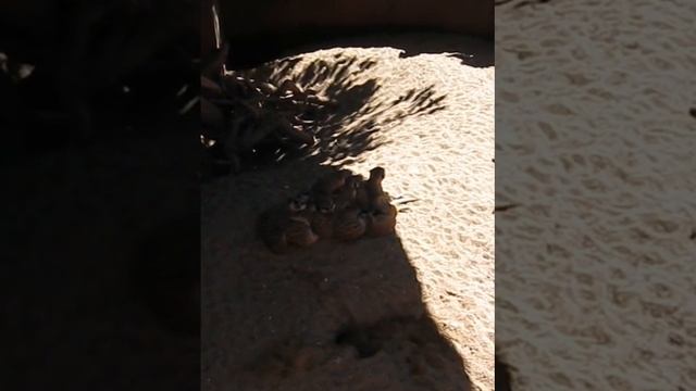 Сурикаты (песчаные суслики) в рижском зоопарке смотреть онлайн