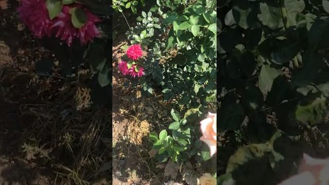Роза ГЛОРИЯ ДЕЙ смотреть онлайн