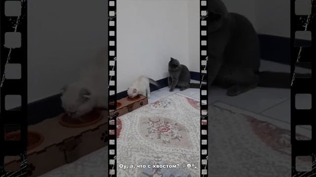 Какие же они разные котики ????#shorts смотреть онлайн