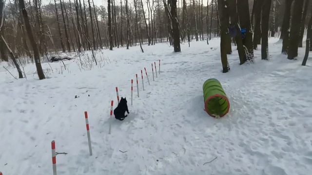 В мороз тоже работаем. Schipperke works agility (-22°C). смотреть онлайн