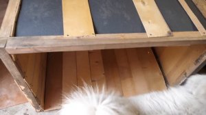 VLOG Алису укусил Хомка