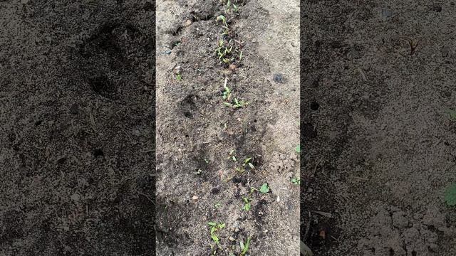 Ранний посев свеклы, обзор всходов. смотреть онлайн