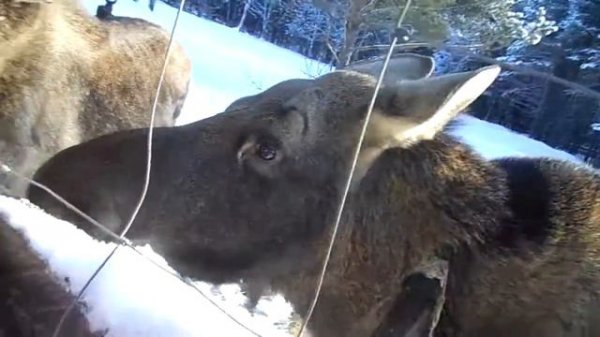 Зюраткуль, лосиная ферма