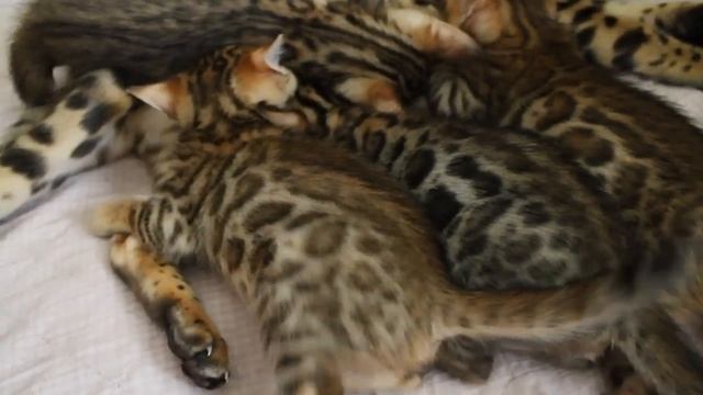бенгальские котята, 1 месяц смотреть онлайн