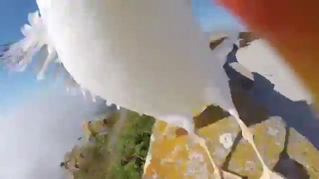Чайка гопник Стырила GoPro у туристов смотреть онлайн