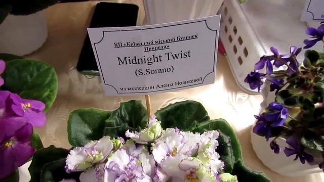 Коллекция фиалок Алены Новиковой Раритетные и Новые сорта! смотреть онлайн