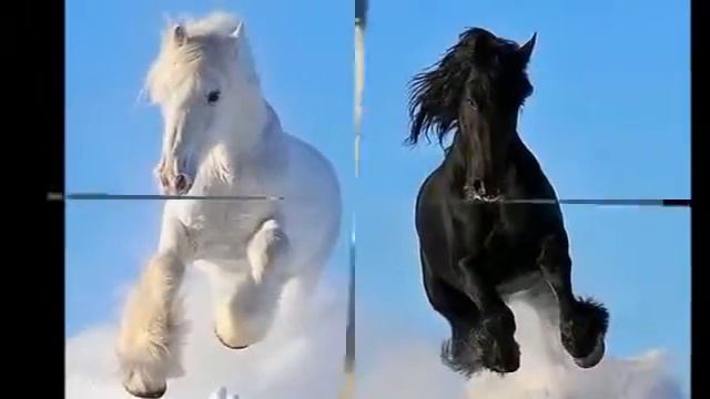 Конь  Любэ  Расторгуев