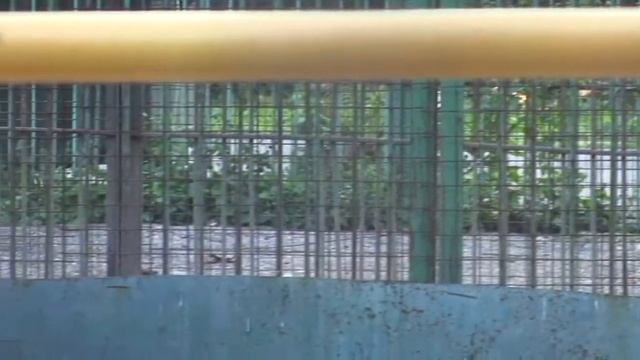 Медведи, волки, лисы и другие в парке лесоводов! Bears, wolves, foxes and others in the park! смотреть онлайн