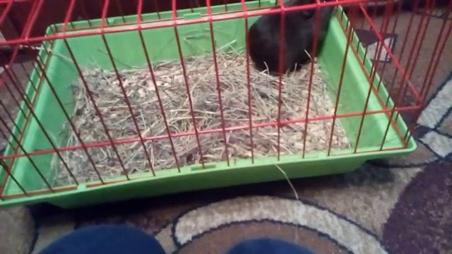 Мы купили морскую свинку!!!!!! Она очень класная смотреть онлайн