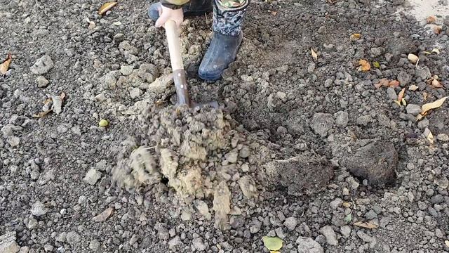 На следующий год кабачки и тыква завалит вас урожаем: осенью под перекопку вносите эти удобрения смотреть онлайн