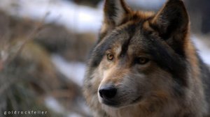 Волки  - Крестовый Туз