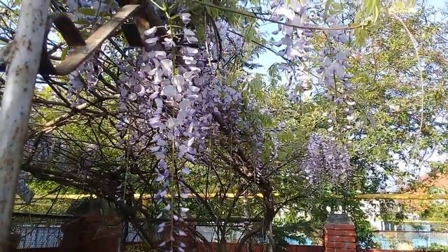 В Новороссийске зацветает глициния смотреть онлайн