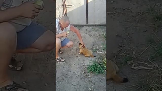 Домашний, ручной сурок смотреть онлайн