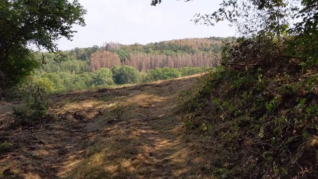 Wilder Waldspaziergang durch Nümbrecht | Waldgeräusche | Kommentar im Untertitel смотреть онлайн