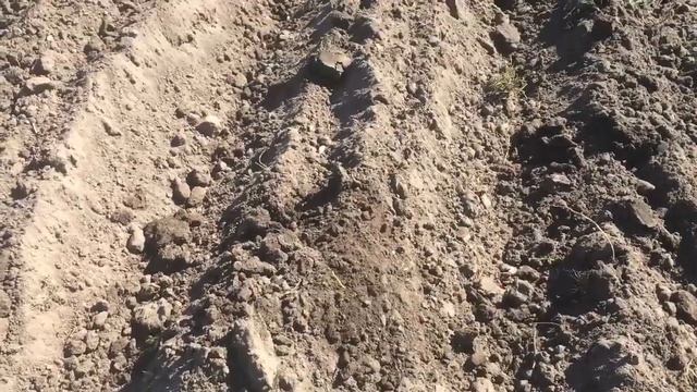 Посадка гладиолусов в грунт. Работа на участке смотреть онлайн