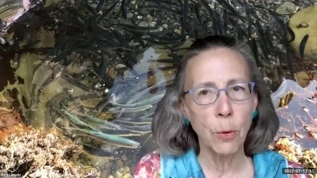 Exploring the Tidepools смотреть онлайн