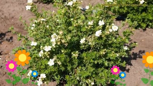 Лапчатка кустарниковая Эботс Вуд. Краткий обзор, описание potentilla fruticosa Aboot Swod смотреть онлайн