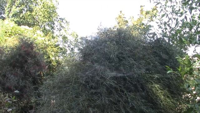 СПАРЖА ДЕКОРАТИВНАЯ. КОРАЛЛОВЫЕ БУСЫ! смотреть онлайн