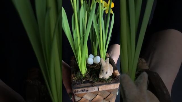 Нарциссы в горшке смотреть онлайн