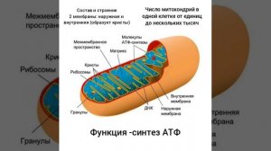 Метаболизм. Энергетический обмен в клетке. Общая биология - 9, 10, 11 класс