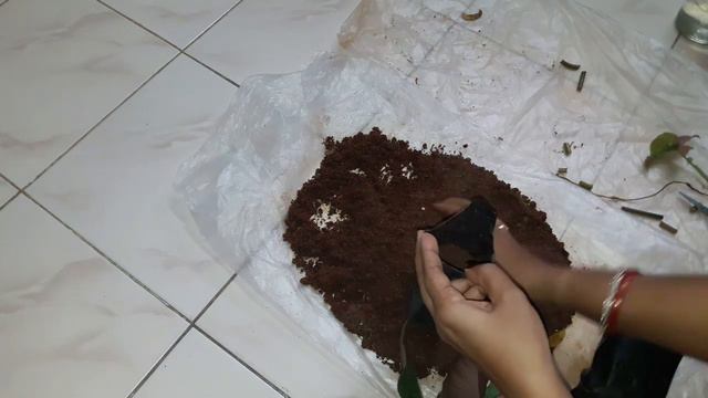 How to propagate syngonium plant. смотреть онлайн