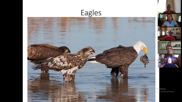 Birds of Tahoe смотреть онлайн
