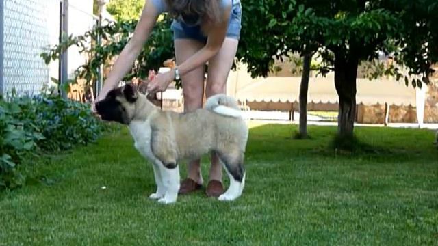 ирис 3,5 смотреть онлайн