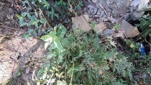 КАК ОБРАЗУЕТСЯ РОДНИК / ПОЕЗДКА ВЫСОКО В ГОРЫ .