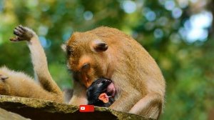 Congrats.!! Mum April Delivery Newborn Baby Monkey Today and Welcome Baby Boy to Member Amber